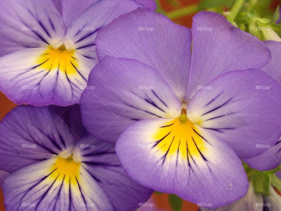 Purple violet