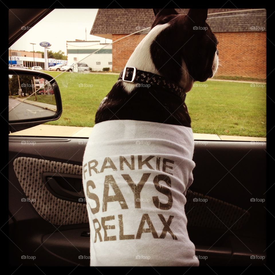 Frankie says relax. My Boston Terrier wearing his name in pride.