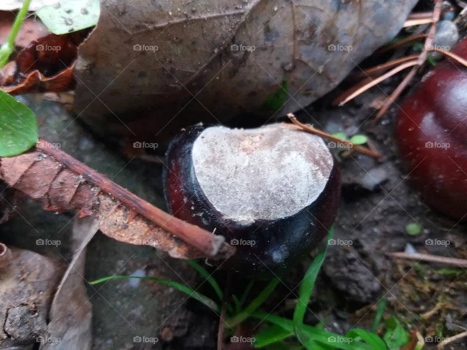 chastnut