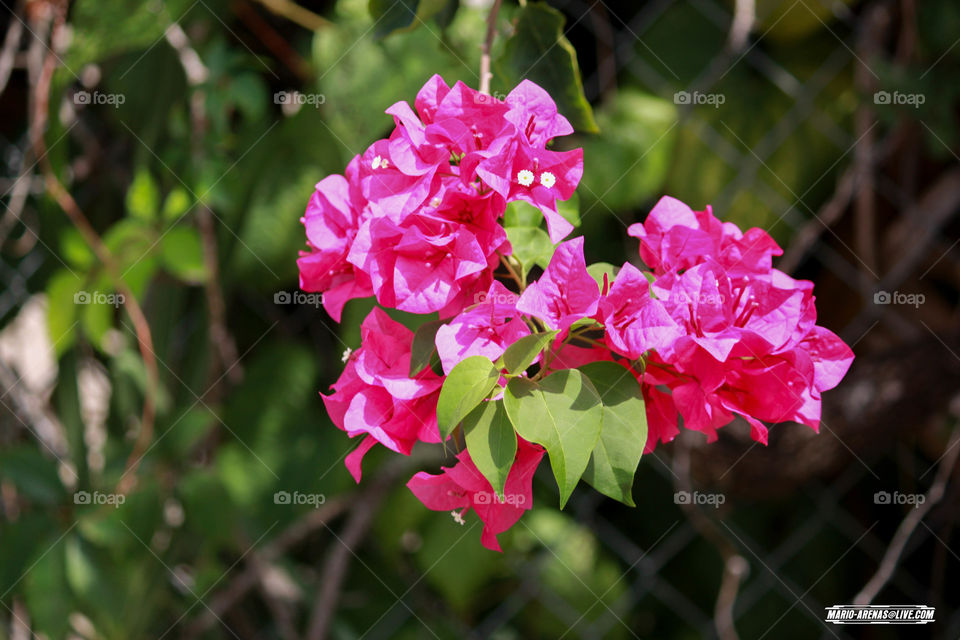 Florida Flowers