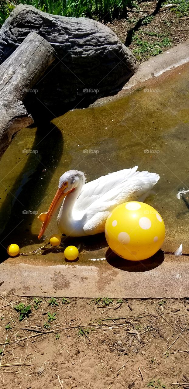 White Bird and Yellow Balls
