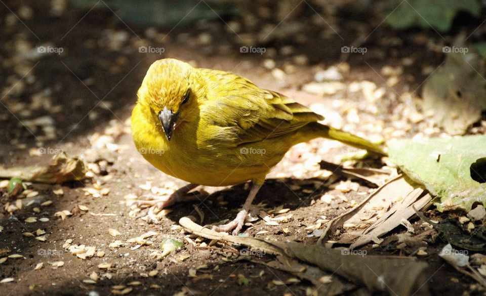 Saffron finch