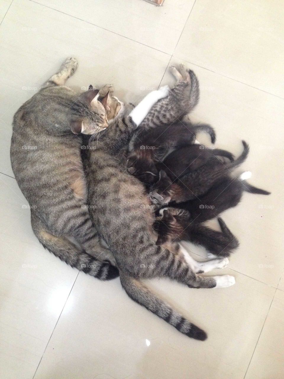 Lovely cat family