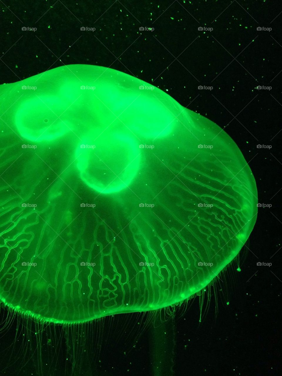 Green jelly fish
