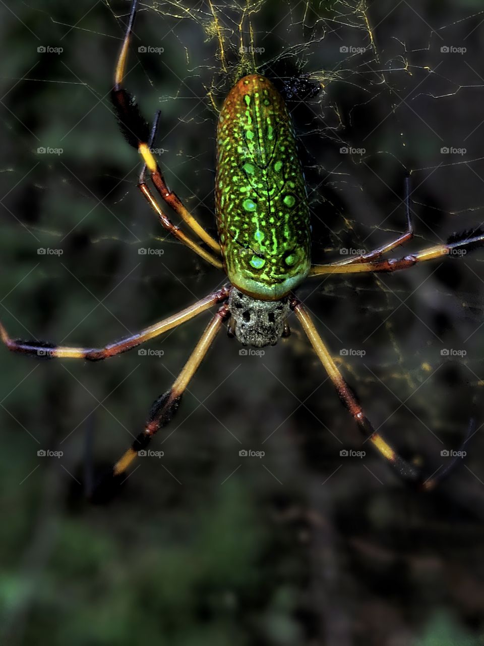 Adult Banana Spider (Life size)