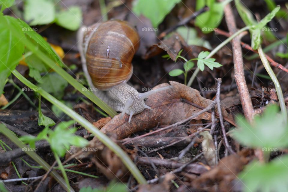 snail in city park urban animal