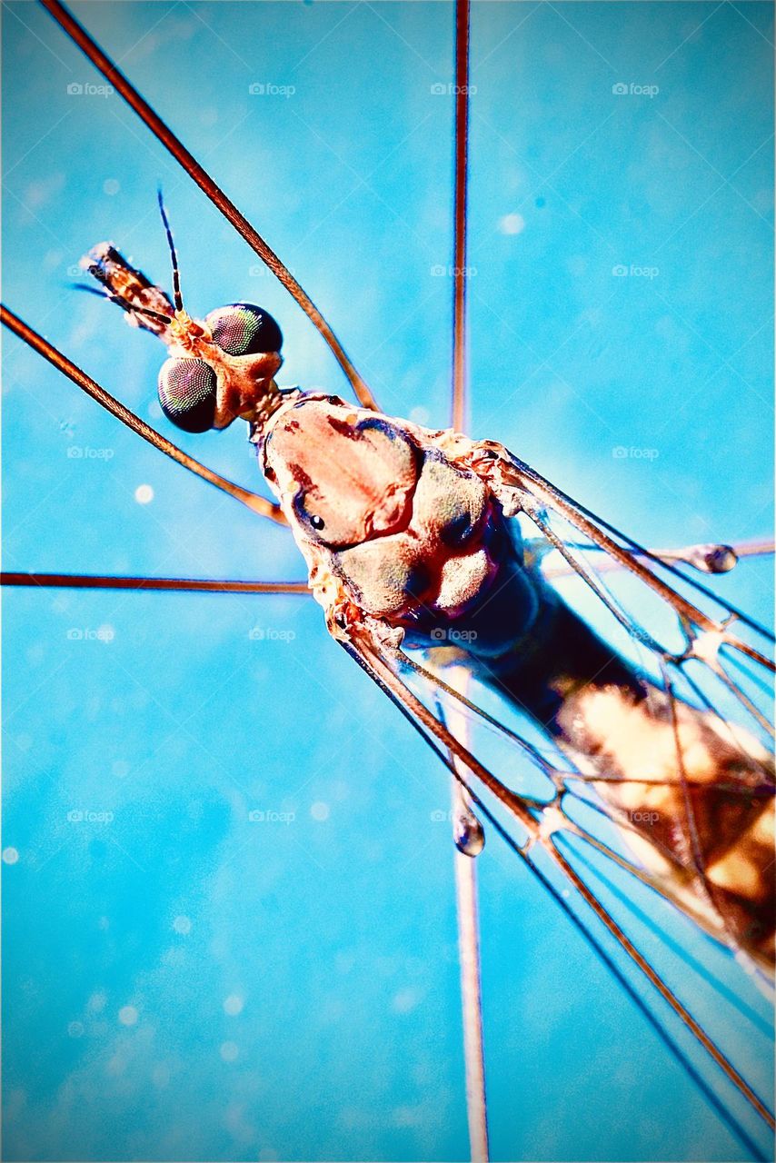 Bugs, insects and more 