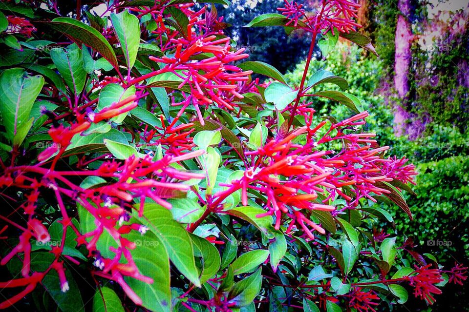 Fire bush in bloom