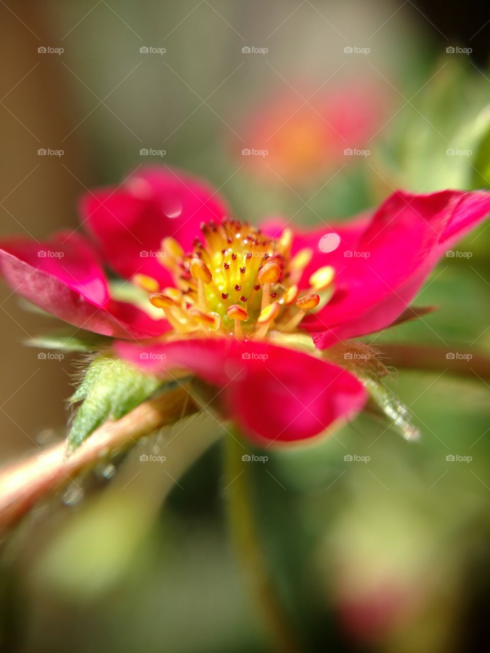 strawberry blossom