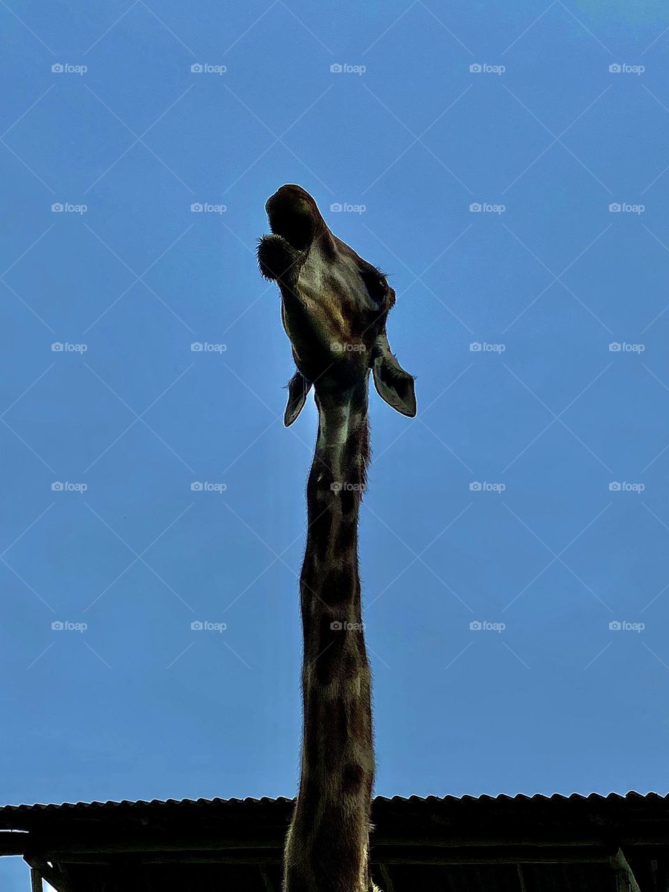 a single giraffe