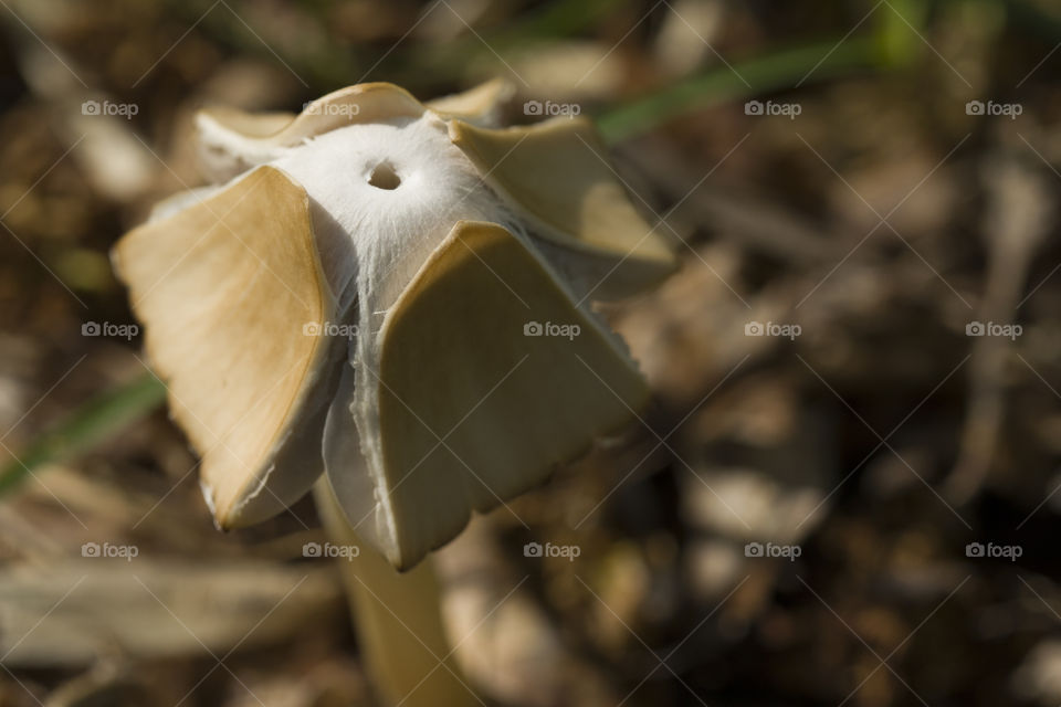 beautiful mushroom with square shape of a cap