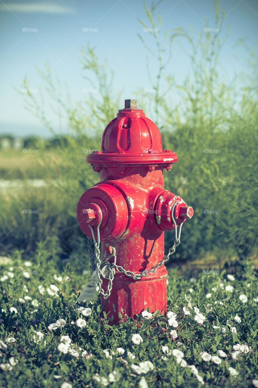Red Fire Hydrant surrounded by White Flowers and Green Vegetation and Blue Sky
