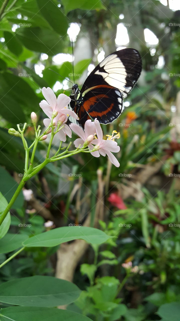 Butterfly at Omaha Zoo