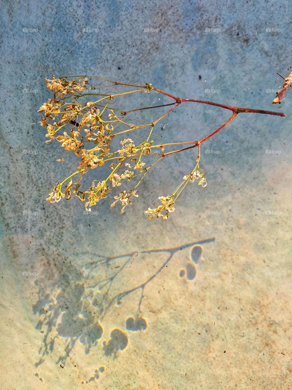 a twig with dry flowers floating on water. The water is so crystal clear that it is almost looks like the twig is floating on air