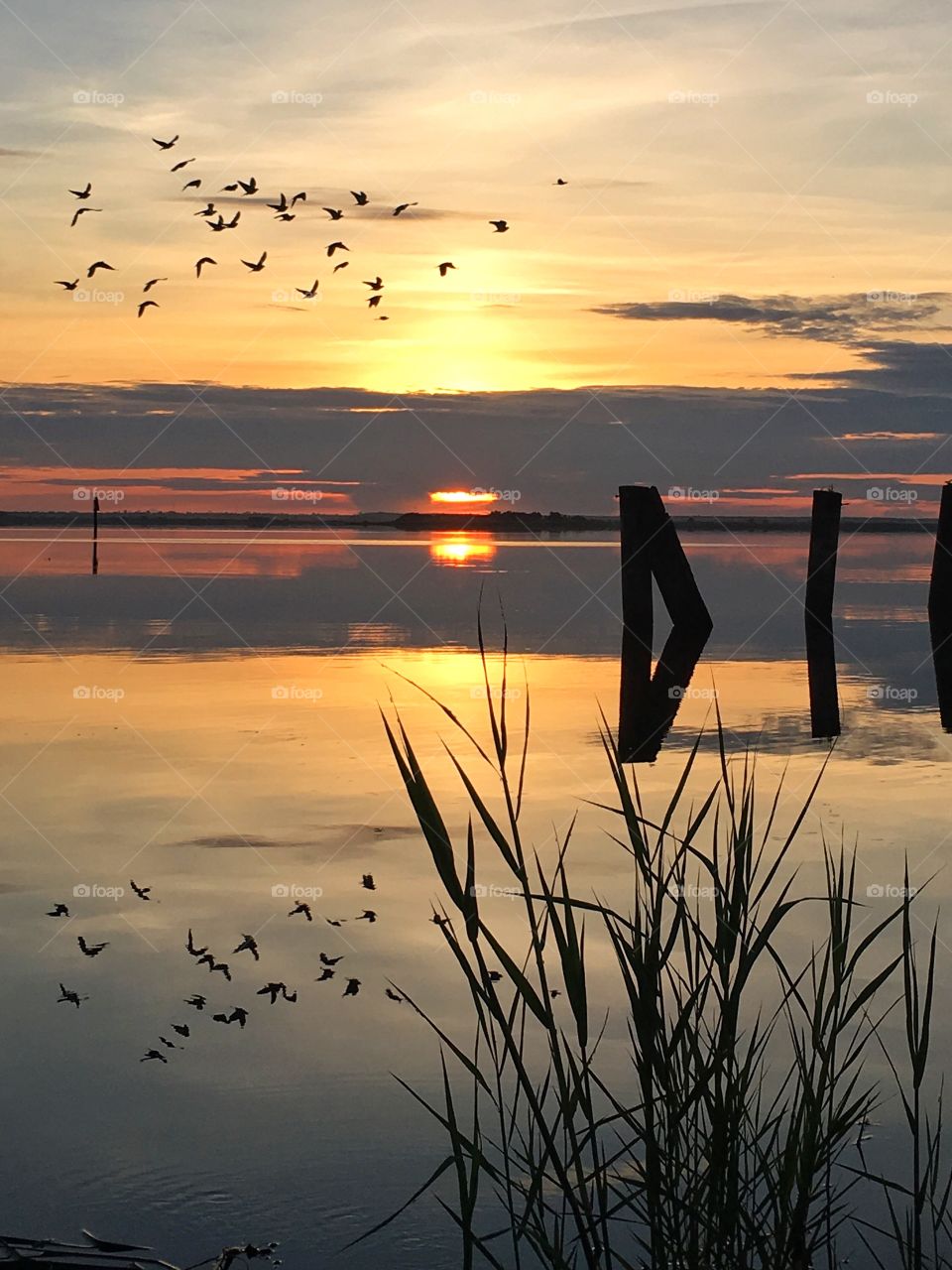 Birds in the sunrise 