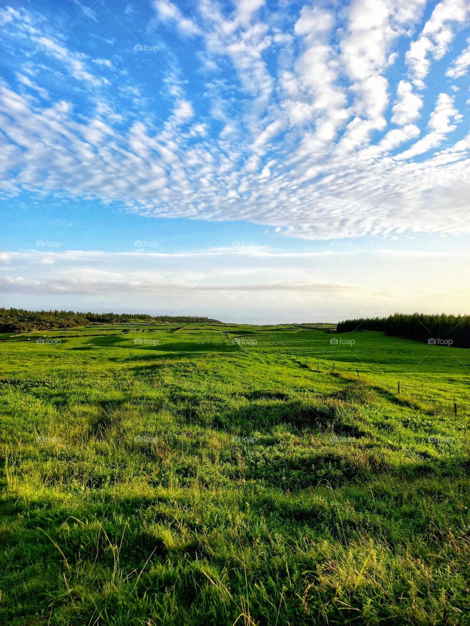 Green field, Açores, Portugal