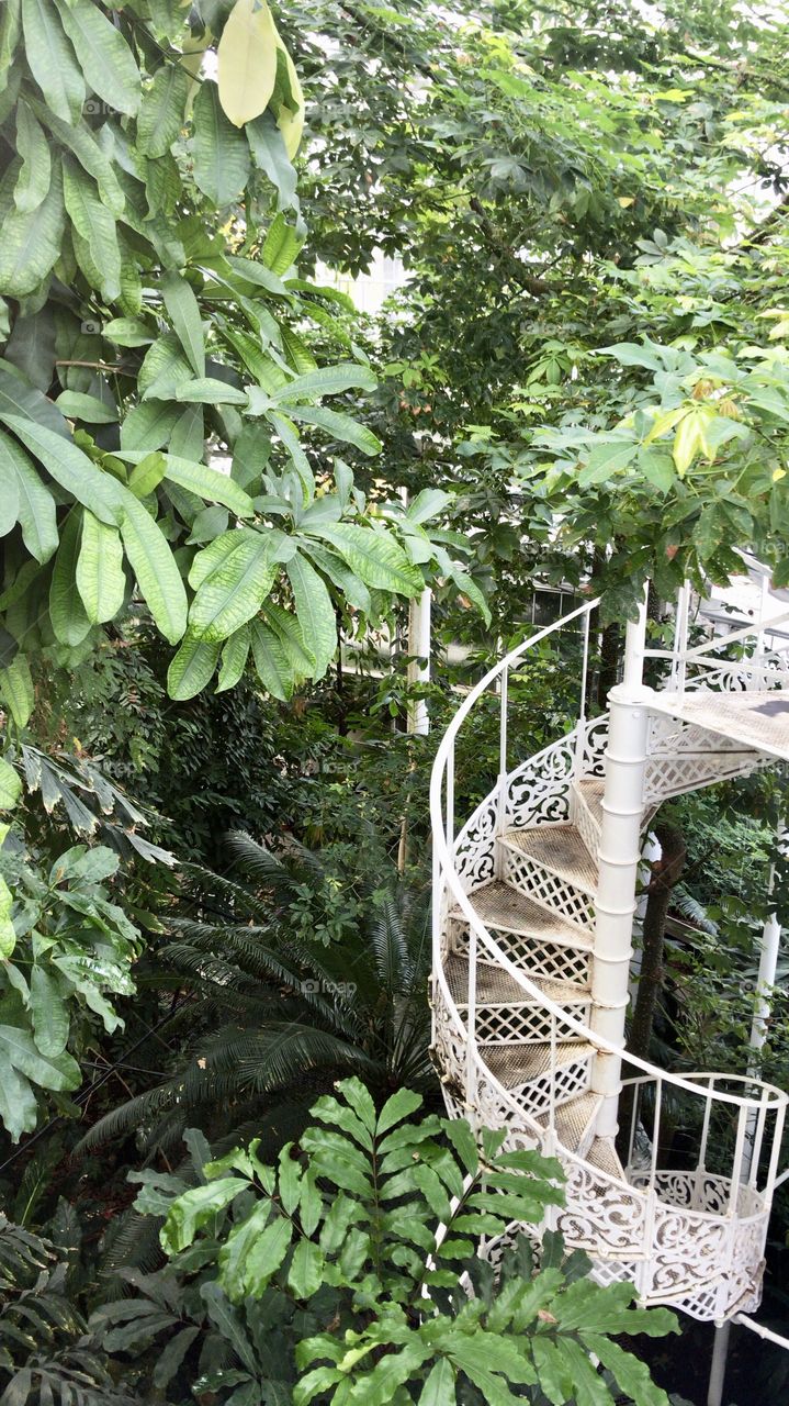 Staircase leading to a jungle full of life and nourishment 
