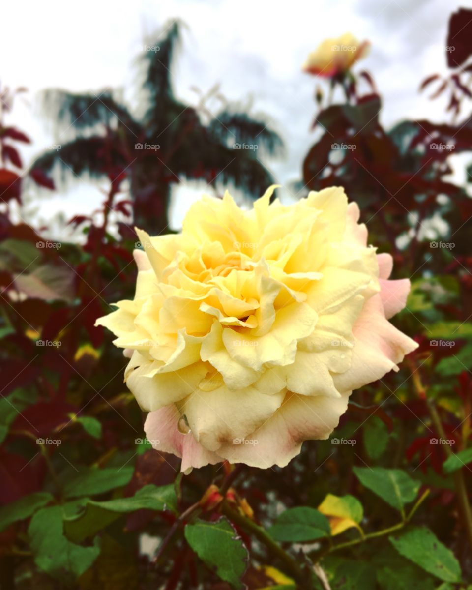 🌼#Flores do nosso #jardim, para alegrar e embelezar nosso dia!
#Jardinagem é nosso #hobby.
🌹
#flor #flowers #pétalas #garden #natureza #nature #flora