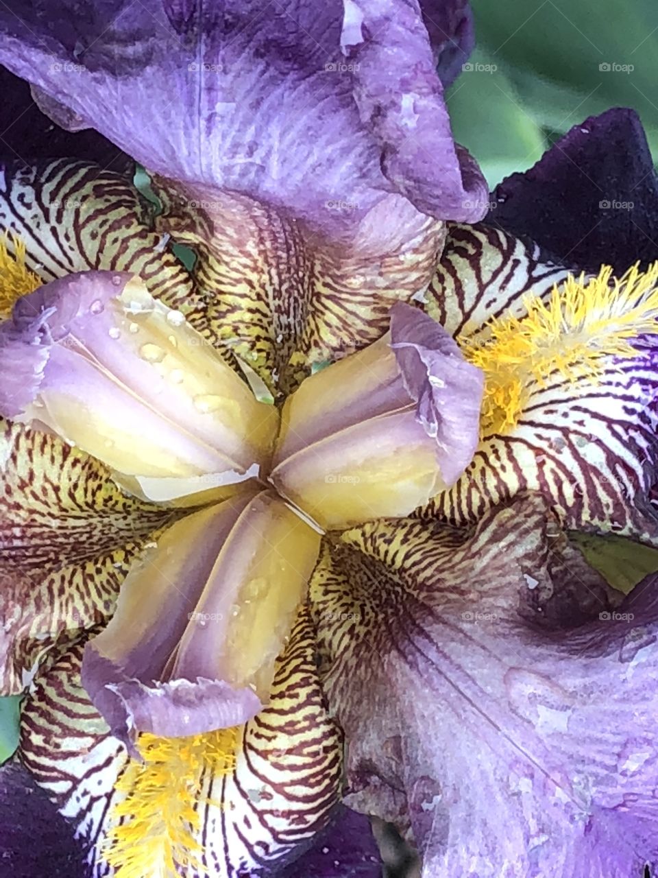 Iris 