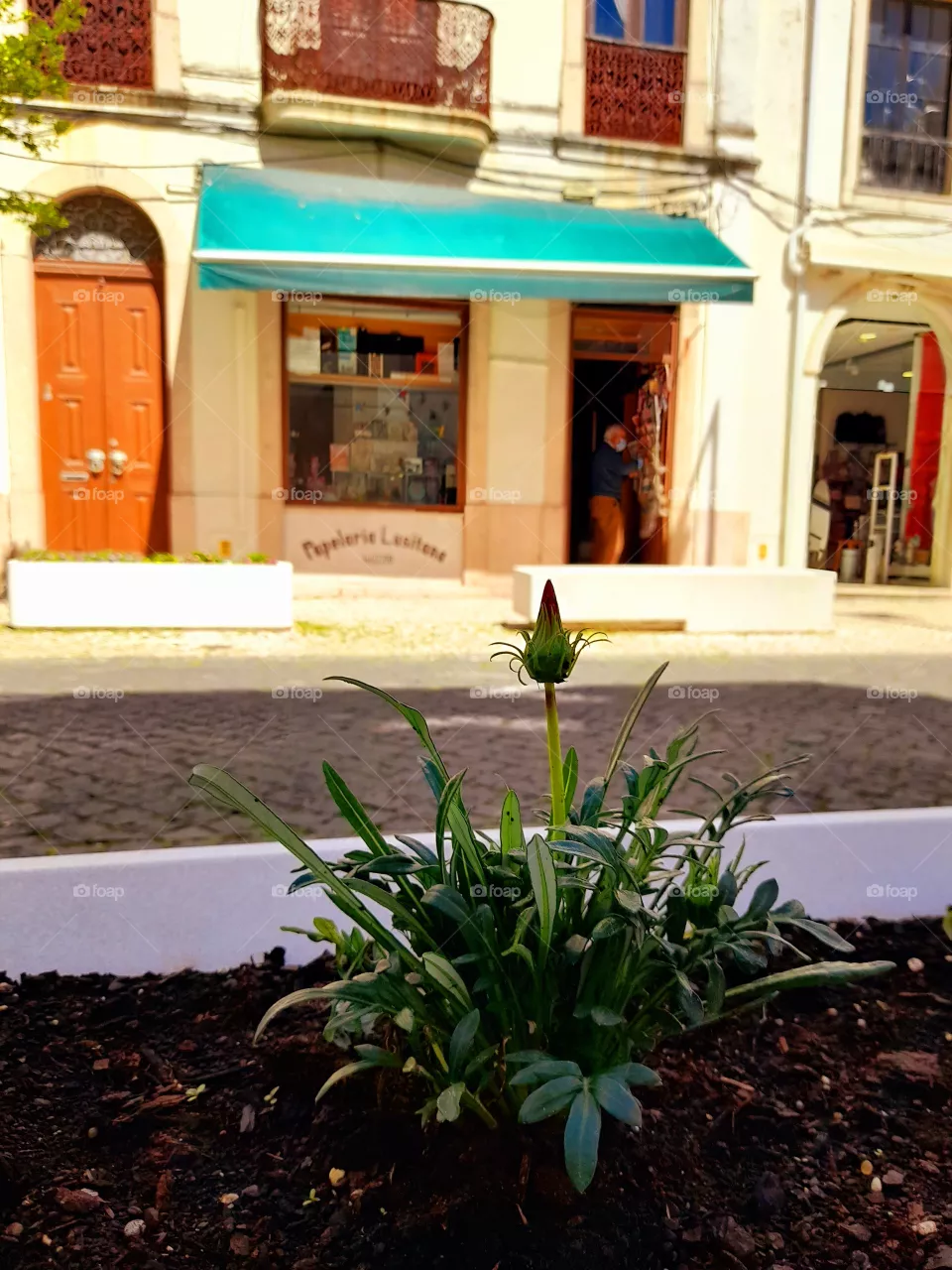 flor