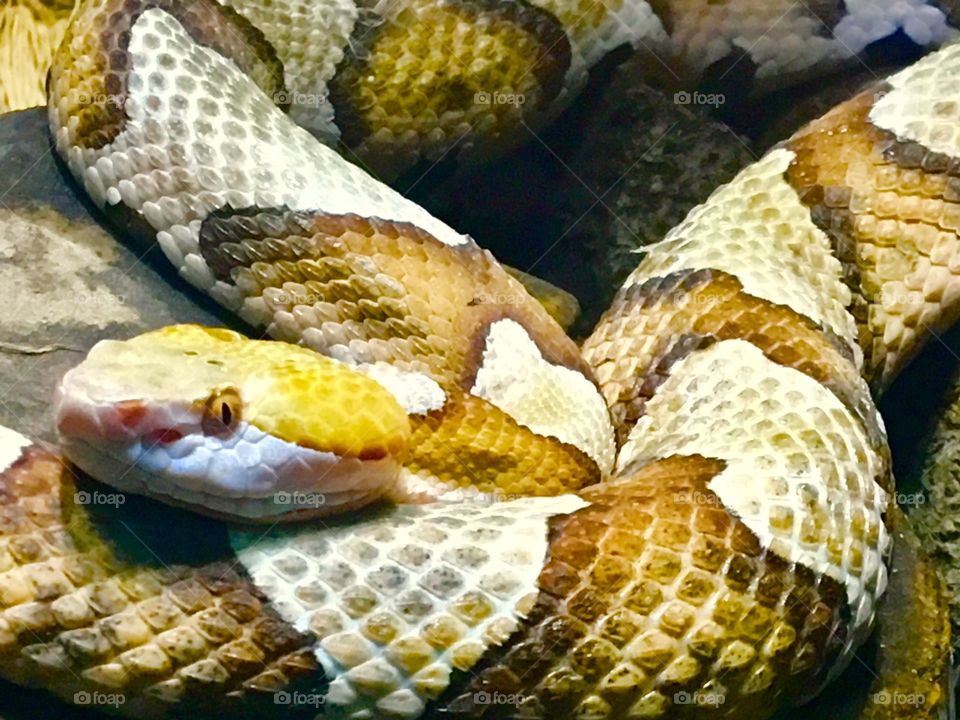A beautiful copperhead snake in the reptile exhibit at the Tampa Lowry Park Zoo. 