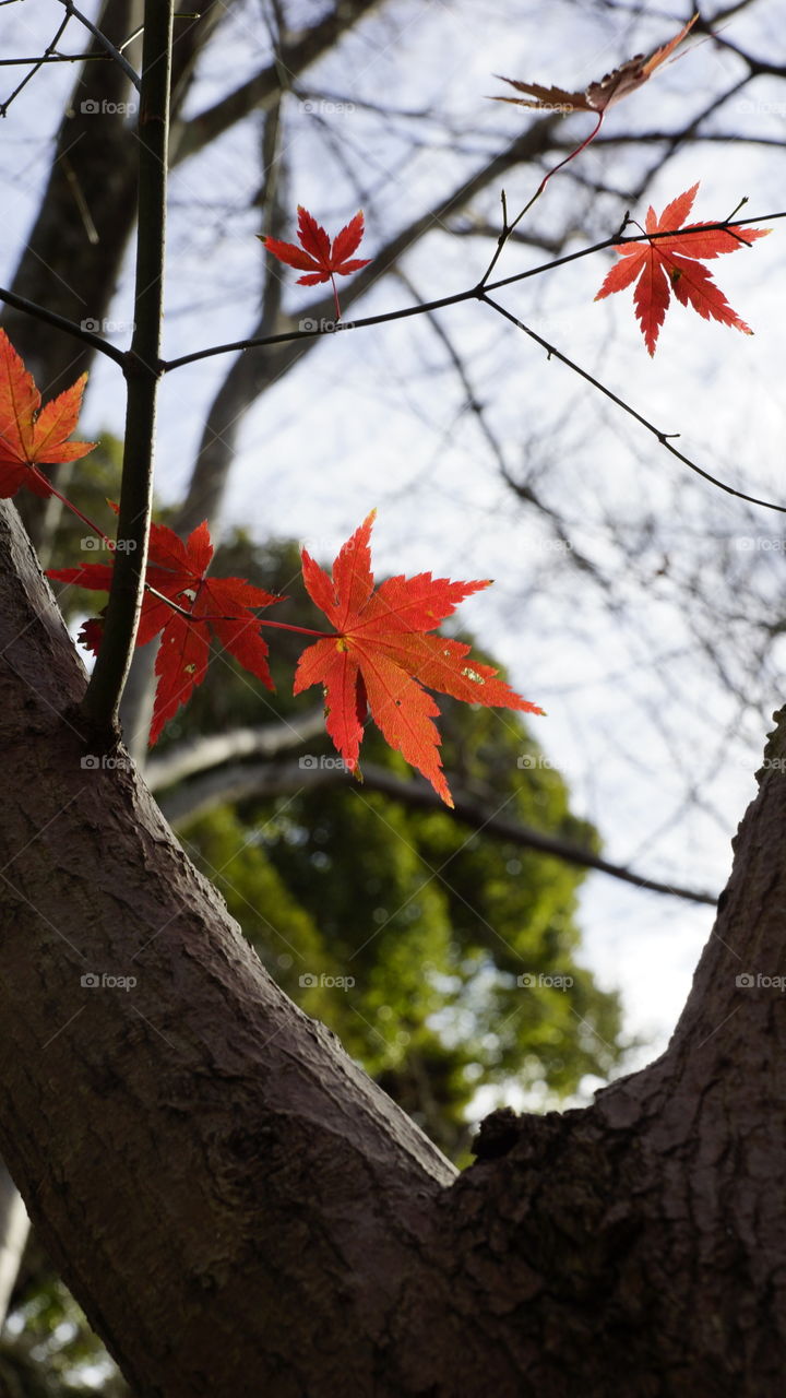 the last few maple leaves of the season remain vibrant til the end