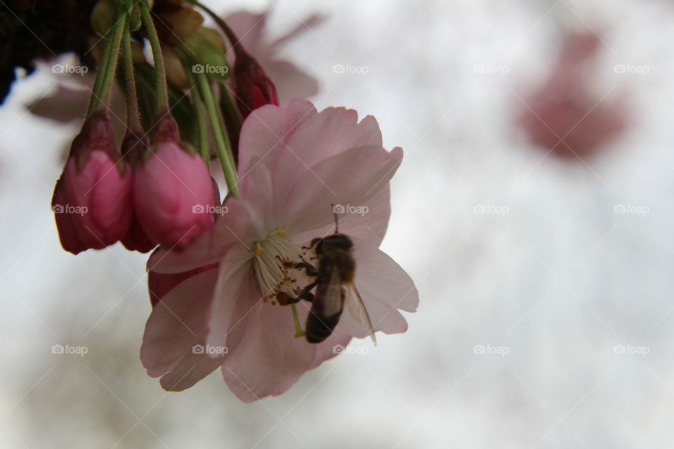 Bee