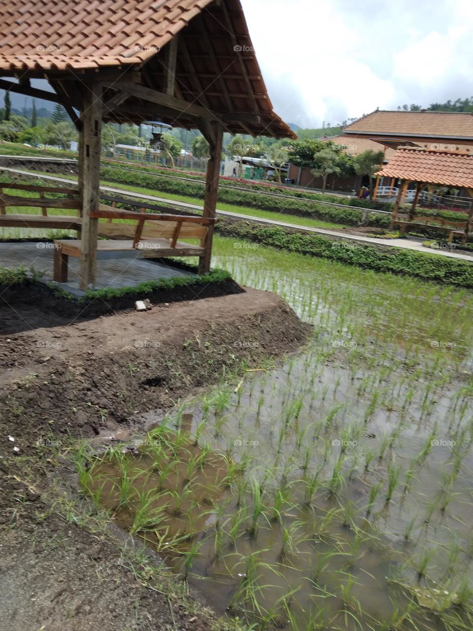 joglo at rice field, joglo is type of traditional vernacular house of the Javanese people (Javanese omah)