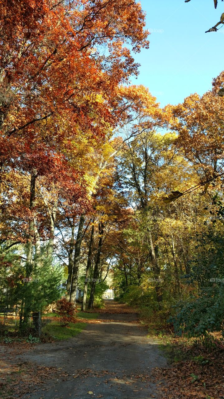 Fall tree colours