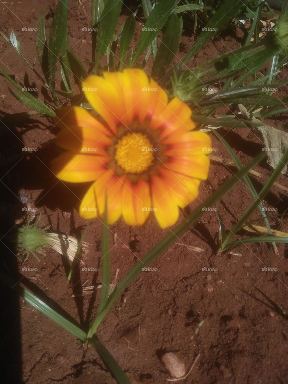 Beautiful yellow flower.