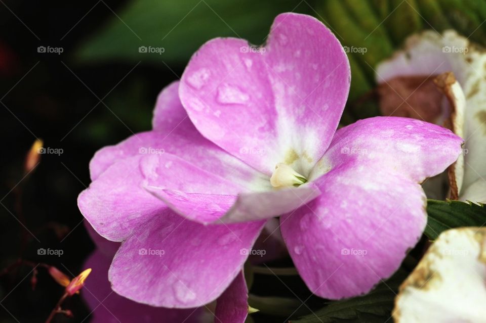 Flower with raindrops