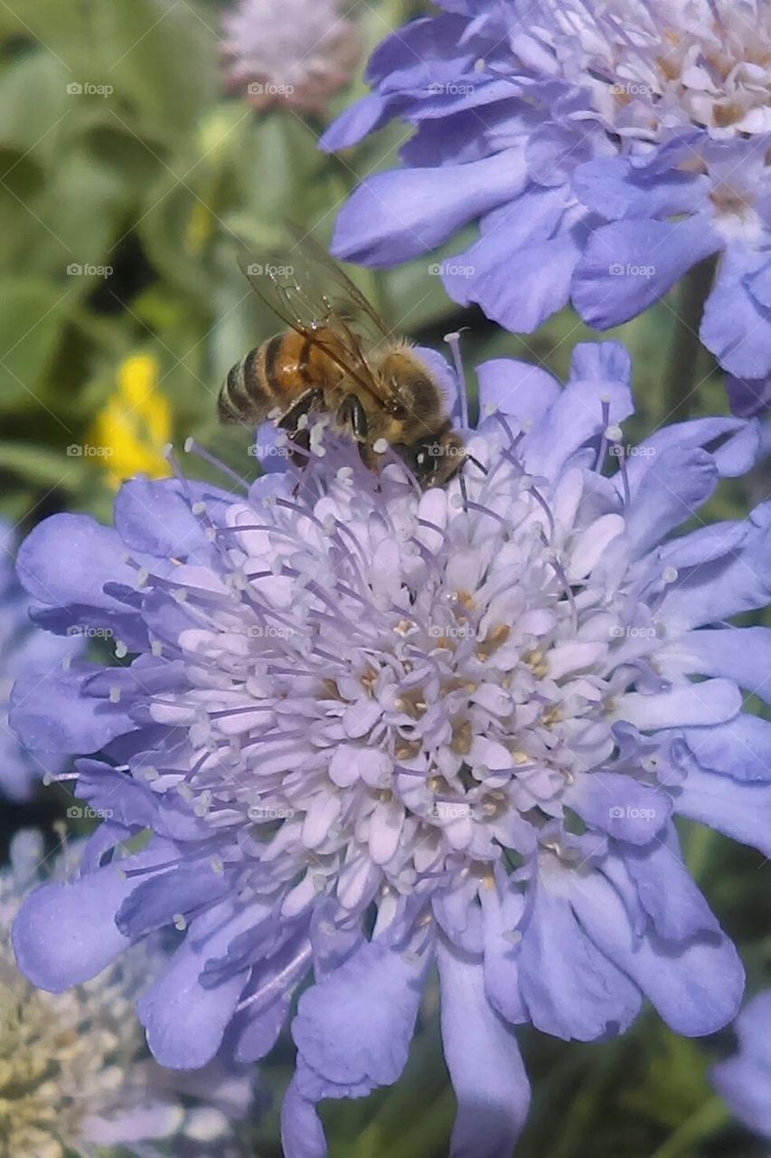 Bee pollinating