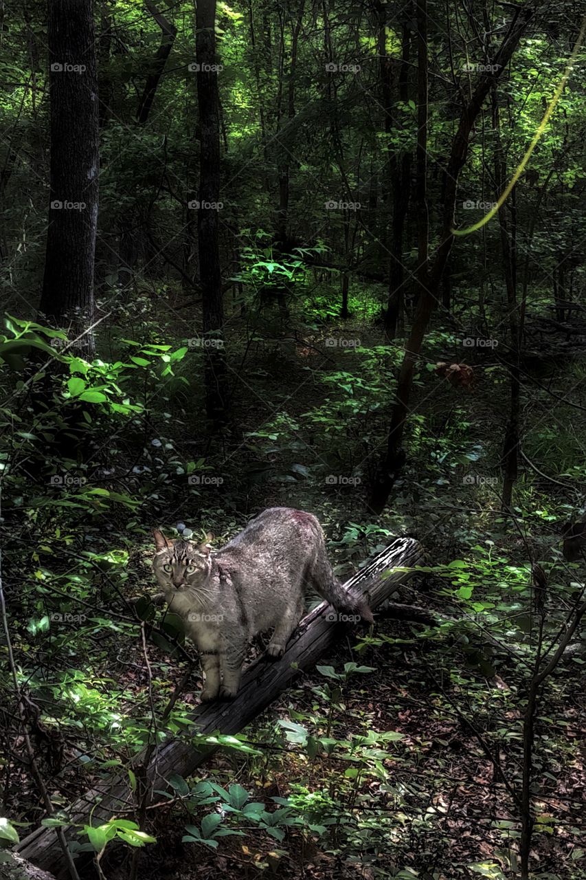 Dark Forest Cat