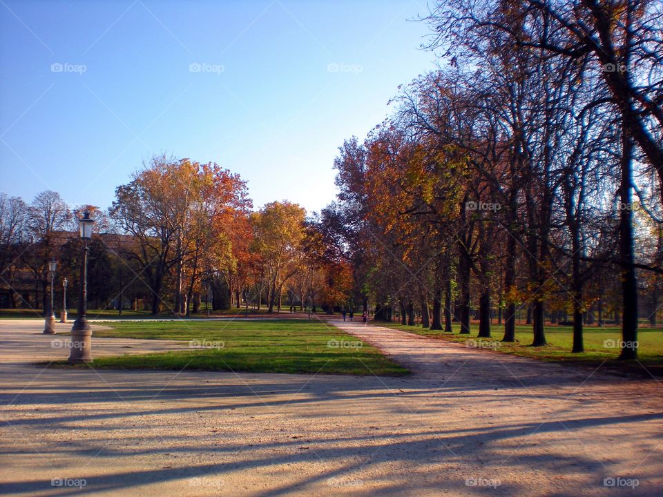 Trees  in a walkway at Parma city Park ( Italy ).