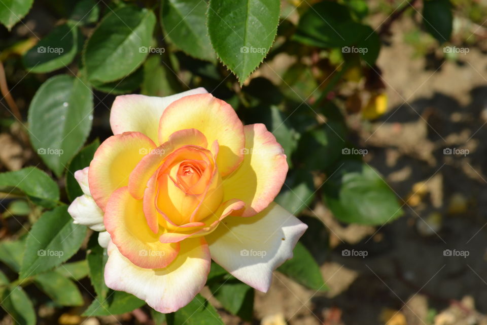 beautiful rose