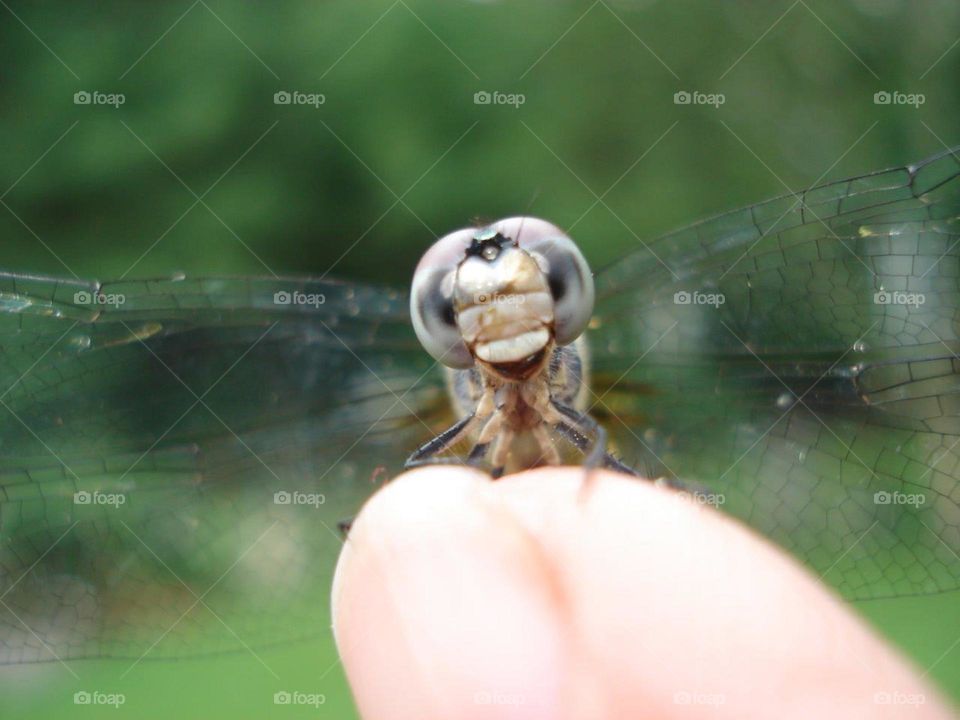 Dragonfly looking at camera, sitting on finger tip, macro photo.