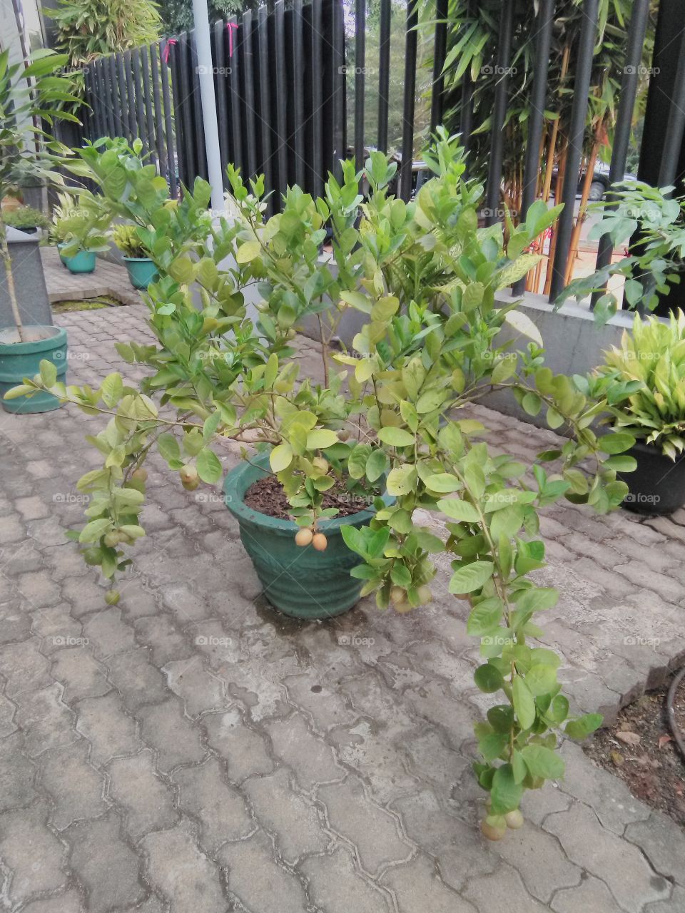 Sweet lemon plant