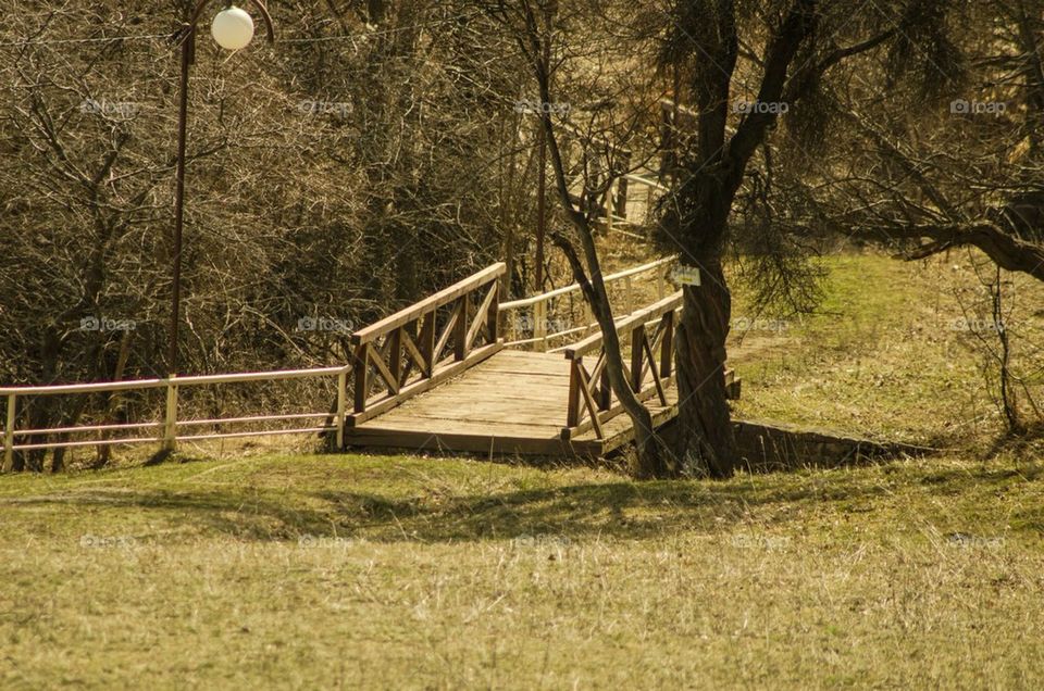 nature wood grass summer by severina1