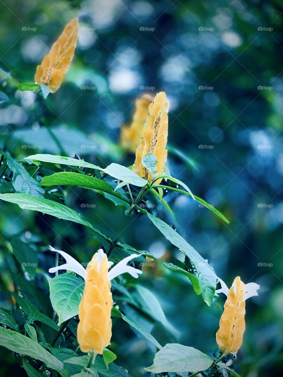 Yellow queens in action 