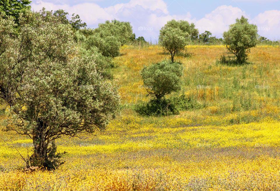 Meadow of olive trees and yellow flowers