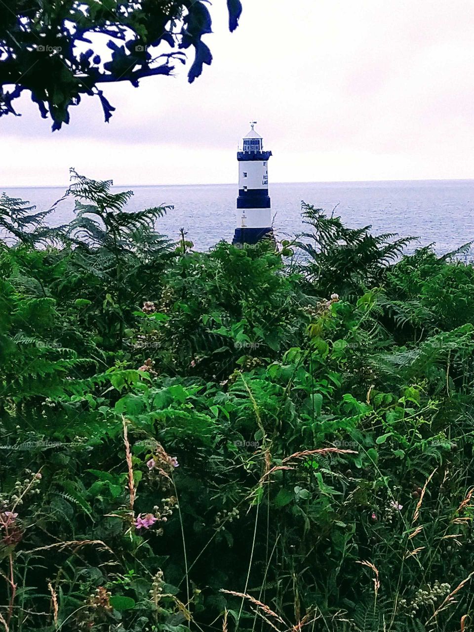 Lighthouse Through Ferns.