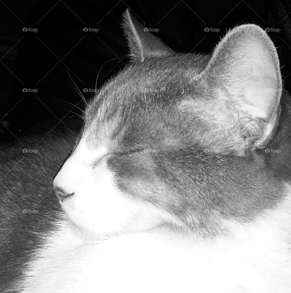 Gray and white kitty profile