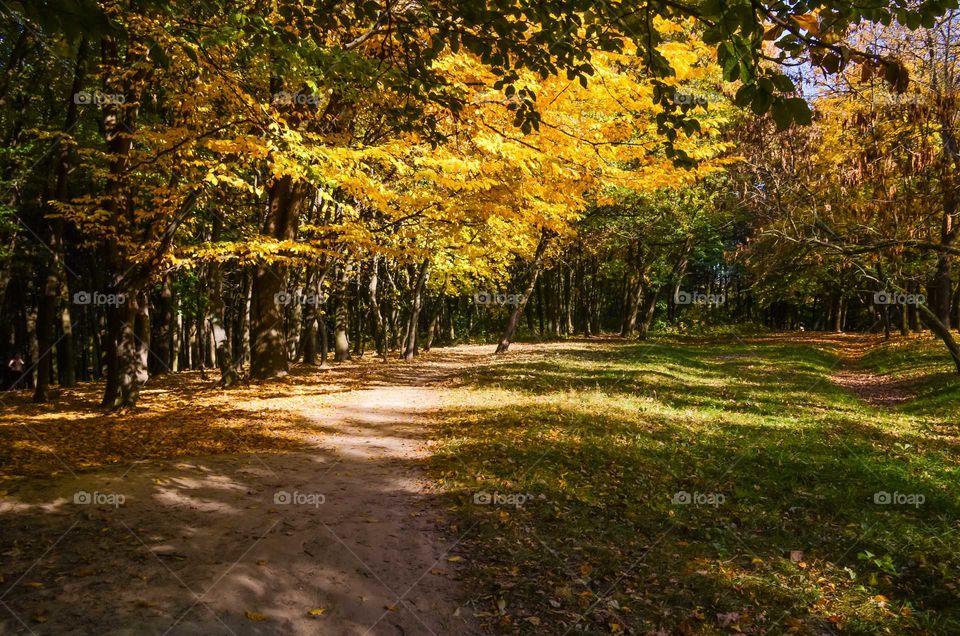 city park in the autumn season