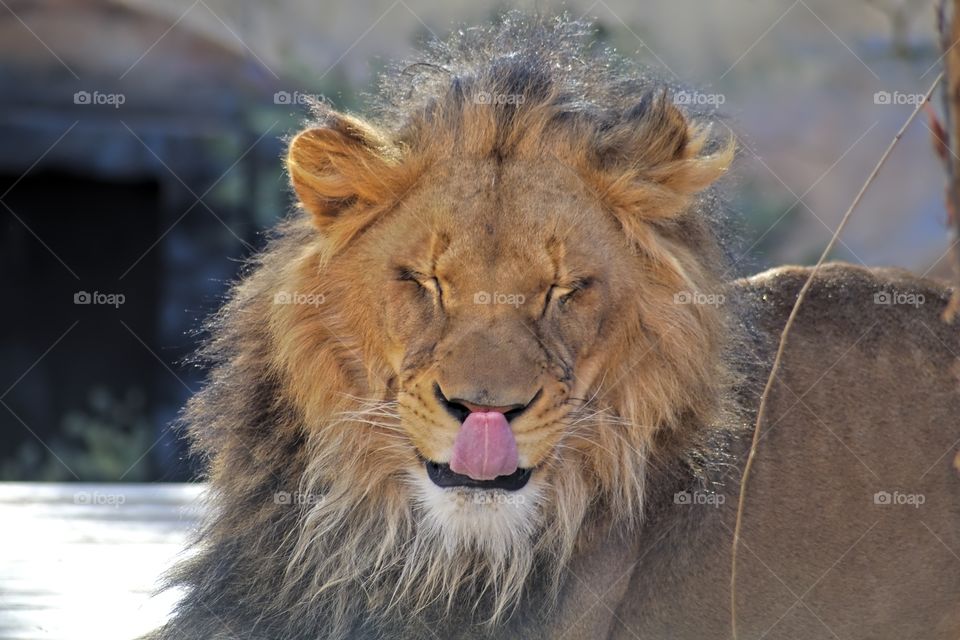 A closeup of a lion squinting under sunlight with buildings and greenery on the blurry background