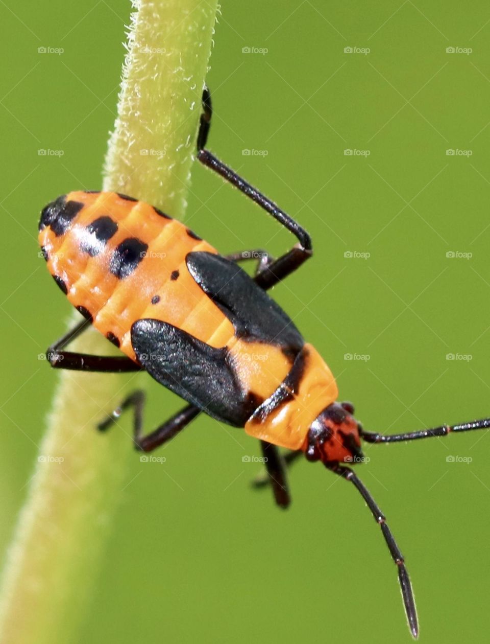 Milkweed bug closeup 