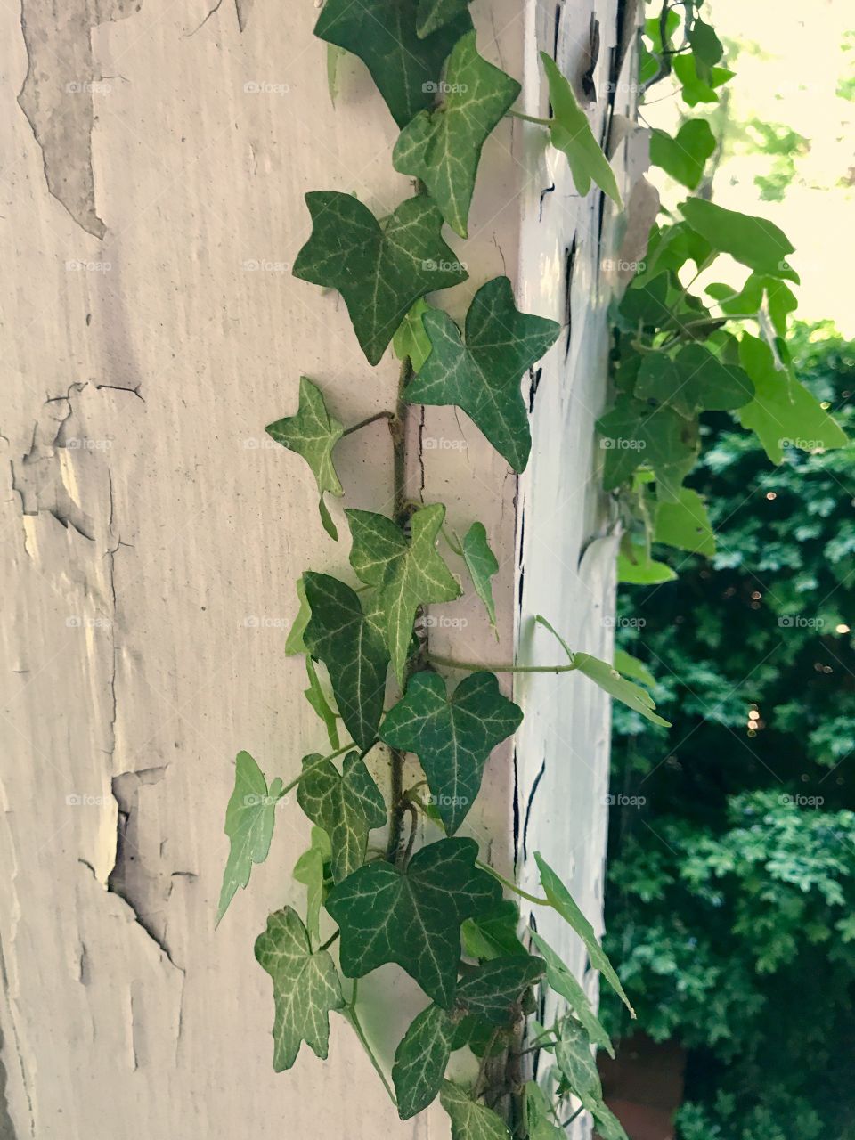 Ivy Climbing Beam