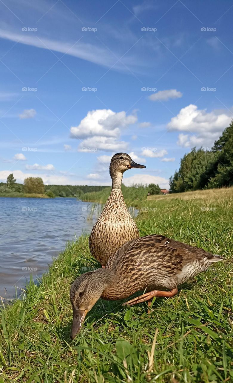 ducks on a green grass summer time mobile photography