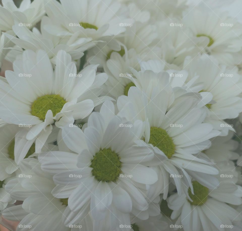 delicate white flowers.