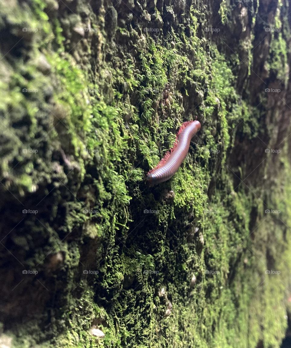 Brown millipede on dark green mossy rock 