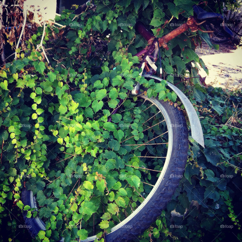 bicycle green rusty bicycle buyuk adasi istanbul by nima